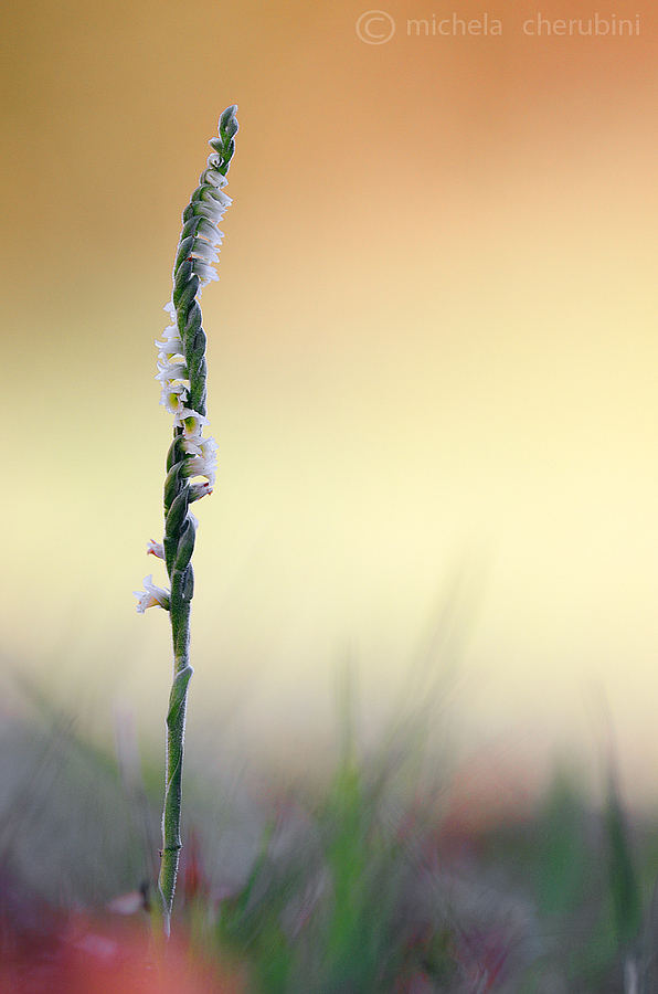 Spiranthes spiralis